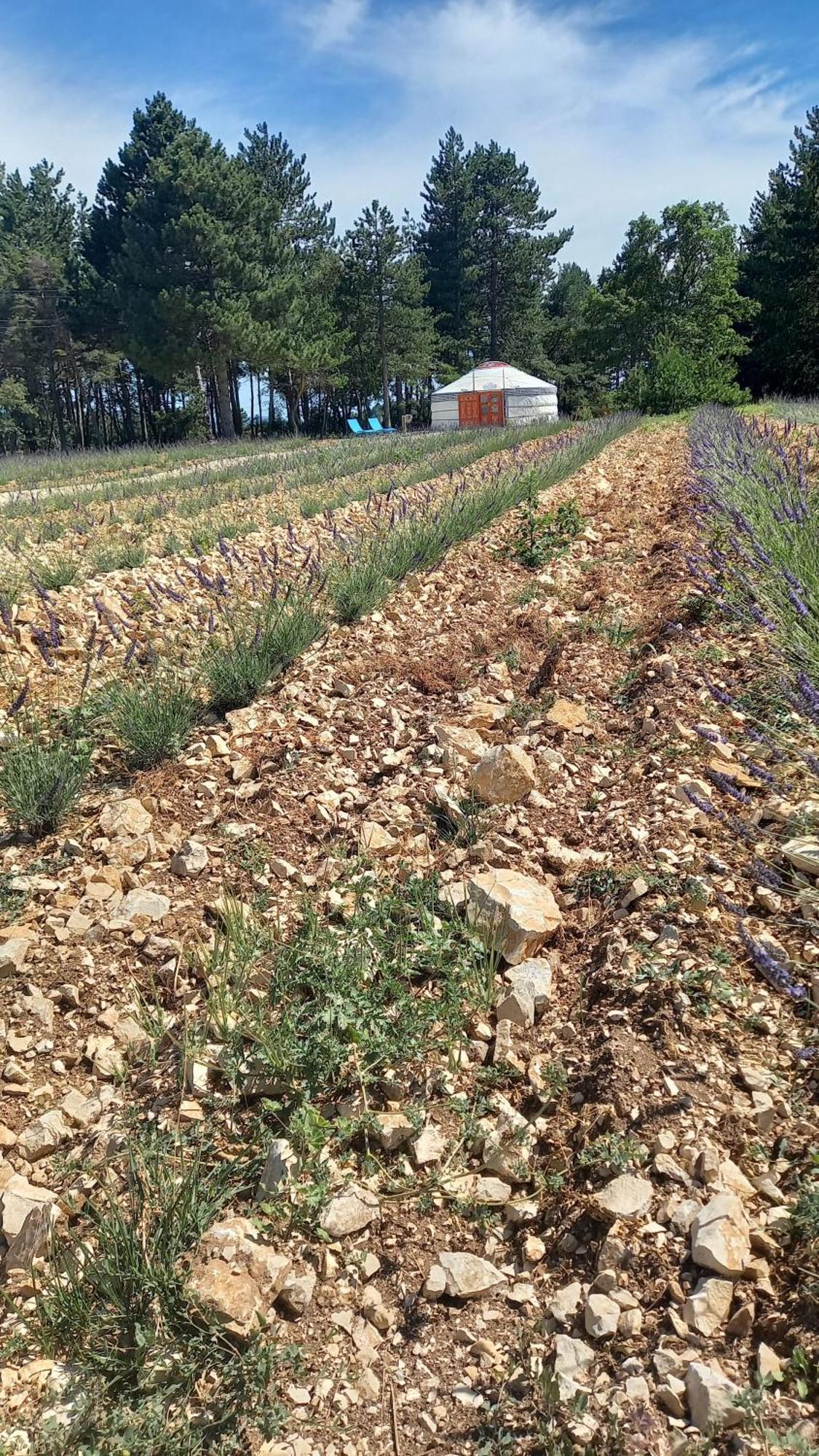 A Ventoux Yourte Monieux ภายนอก รูปภาพ